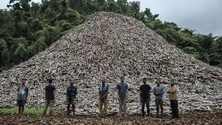 Download Lagu Thousands Of Headless Pythons in Florida! The culprit has been found! MP3