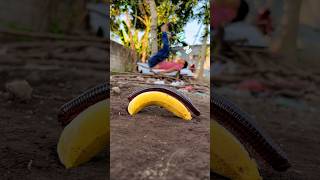Dream Anywhere, Let this banana be the one that catches the millipedes' attention #millipede