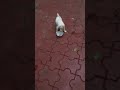 31 July 2021 Puppy