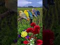 Rang Barangi Piyari Titli Vlog Poeyry Viral Islamicstatus Fortnite Flying Pakistani Ali Rang Barangi Piyari Titli Vlog Poeyry Viral Islamicstatus Fortnite Flying Pakistani Ali