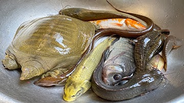 Kem Chanel ra bờ ao đổ dọ với bạn Thỏ bắt con cá chép, ba ba, kéo vó bắt chép khổng lồ, ếch, cá sấu.