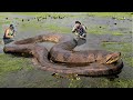 10 Cobras Extremamente Grandes que realmente Existem