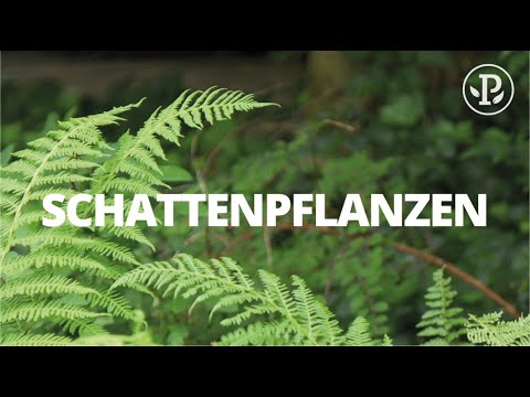 Video: Schattenpflanzen für Texturen: So erstellen Sie Texturen in Waldgärten