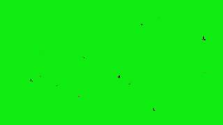 Birds Flying Green Screen Effects 4K