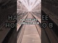 🐔 ИДЕАЛЬНОЕ решение для свободных кур!