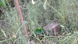 Terkuak! Inilah Makam Mei Shin, Cinta Sejati Arya Kamandanu