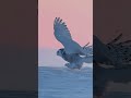 తెల్లని మంచులో కనిపించని వేటగాడు 😱🦉 | Hidden Arctic Predator ❄️ Snowy Owl