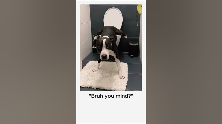 Smart dog does his business without any help at all! #pets #dogshorts #viral