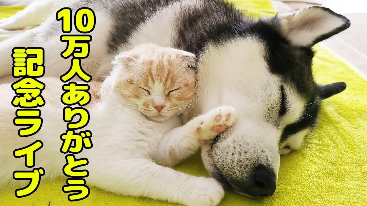 10万人ありがとう 銀の盾ライブ Youtube