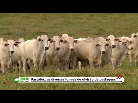 QUANTO MAIS DIVIDIR O PASTO, MAIS GADO VAI CABER NA FAZENDA