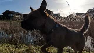 life is better with a dog by Border Terrier Tube (BTT) 582 views 3 months ago 4 minutes, 13 seconds