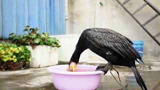 Cormorants Eat Fish Bigger Than Themselves