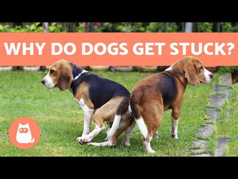 Video: How To Untie A Dog