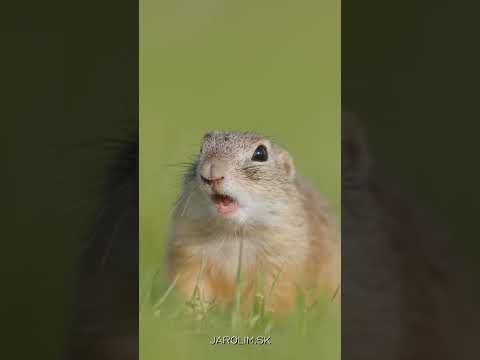 European ground squirrel