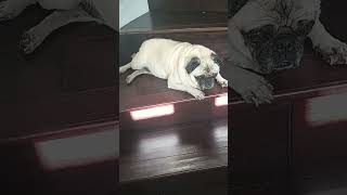 y patitas para cuando son!! #corre #ote #agarre #viral #parati
