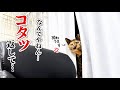 コタツ片付けたら拗ねました。