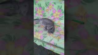Кошка по имени мура Кошка по имени мура