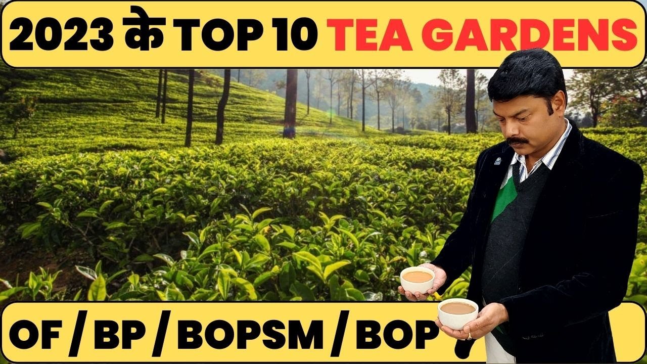 The Ultimate Guide for Tea Lovers Top 10 Tea Gardens of 2023 