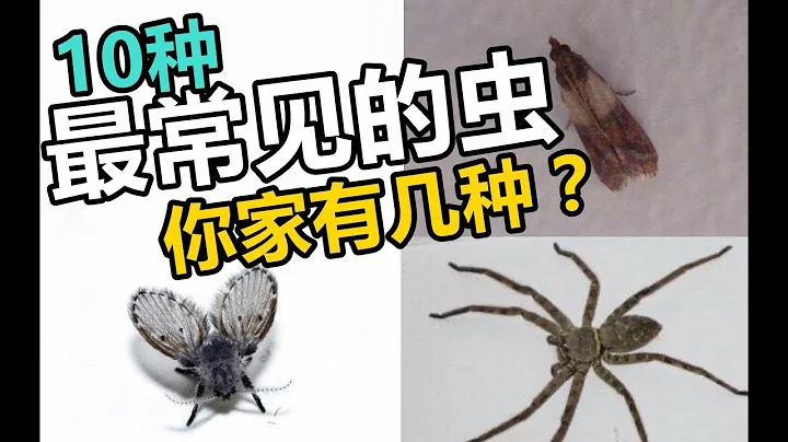 家中最常见的十种虫 你家有几种？？！ - 天天要闻