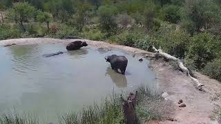Hippo vs Buffalo | Ranger Insights by Explore Africa 5,048 views 1 year ago 2 minutes