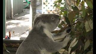 Koala bears - Коалы Австралии