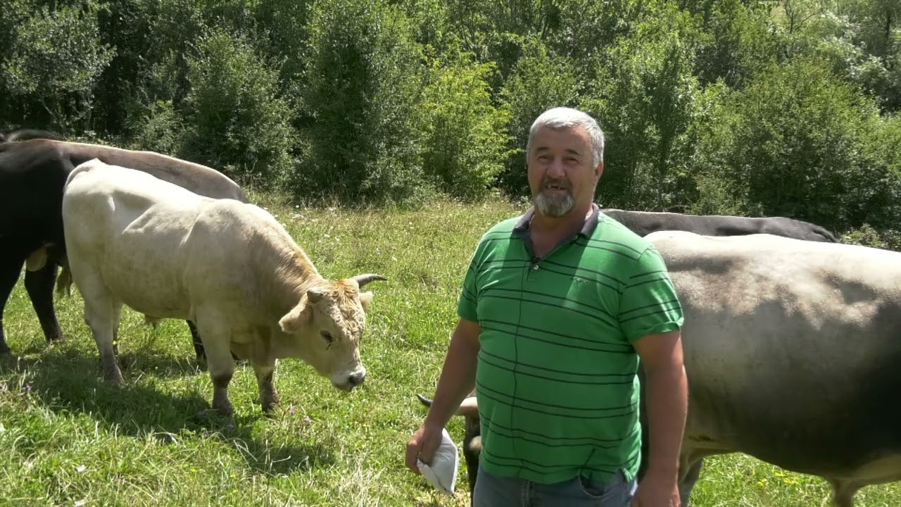 - STADO POLUODRASLIH BIKOVA BODAČA BRAHKE MEVIĆA