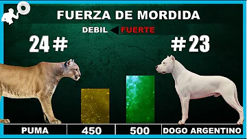 ¿Cuál es la mordedura animal más débil?