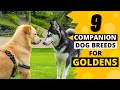 9 Best Companion Dog Breeds for a Golden Retriever