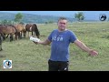 -Krda slobodnih konja na visoravni Podovi iznad sela Gerzova -2020