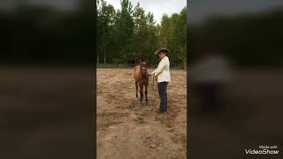 Iqpa World Show 2017 Halter Weanlings Salix Zan Of Heros