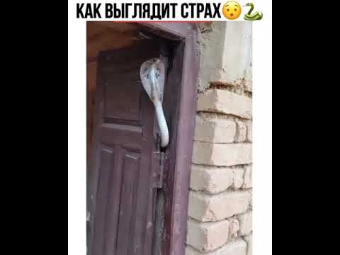 как выглядит страх