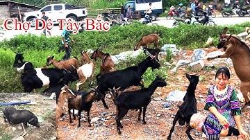 Chợ  phiên Tây Bắc Giản Dị và hoang sơ- Bán Rất Nhiều Dê Núi-và Lợn Đen Lợn cắp nách ,