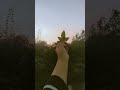 শুভ সন্ধ্যা #viral #evening #shorts 🍁