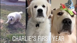 The first year with my Golden Retriever