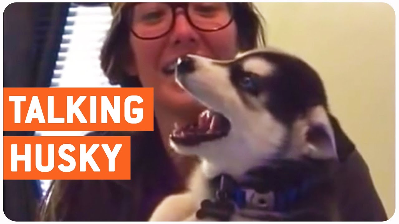 Talking Husky Puppy | How to Speak 