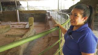 Joya De Cerén, La Pompeya De Centroamérica