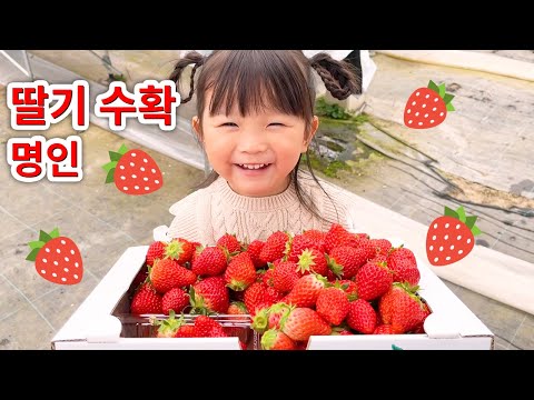 노노짱 딸기 수확 명인이었어요🍓
