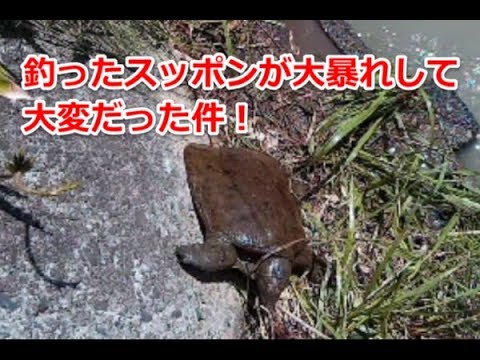 釣ったスッポンが大暴れして大変だった件 Youtube 釣ったスッポンが大暴れして大変だった件 Youtube