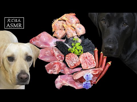 【ASMR  犬ごはん】うさぎの骨付き肉や鶏の頭を噛み砕くティコレミちゃんの咀嚼音/Raw Feeding/Dogs asmr