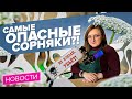 КАК БОРОТЬСЯ С БОРЩЕВИКОМ?! Новости от Семена Алтая!