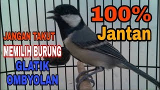 Cara Memilih/Ciri Ciri Burung Glatik Batu Jantan
