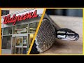This Ball Python was left in a Walgreens Dropbox