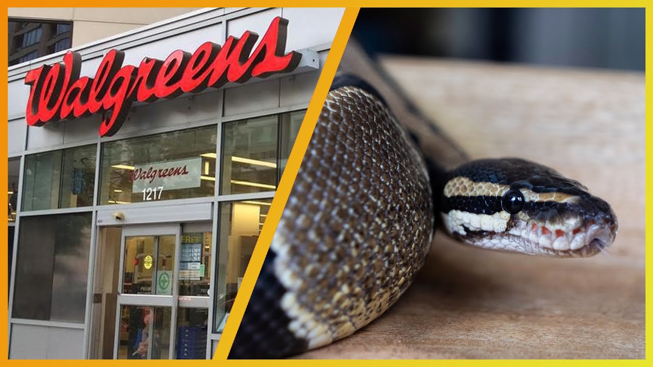 This Ball Python was left in a Walgreens Dropbox