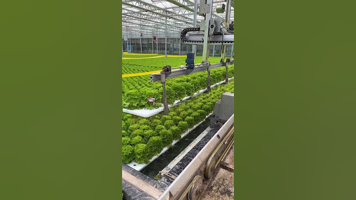 Hidroponia com tecnologia - automação ajuda manter a qualidade e produção de hortaliças.