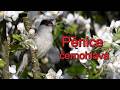 Pěnice černohlavá, Eurasian Blackcap, Mönchsgrasmücke, Zwartkop, Kapturka, Pták roku 2026