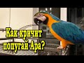 Как кричит попугай ара на самом деле. Говорящий попугай Ара орет, как на природе.