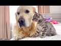 First Steps to a Golden Retriever and Kitten Friendship