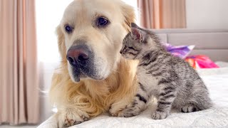 First Steps to a Golden Retriever and Kitten Friendship