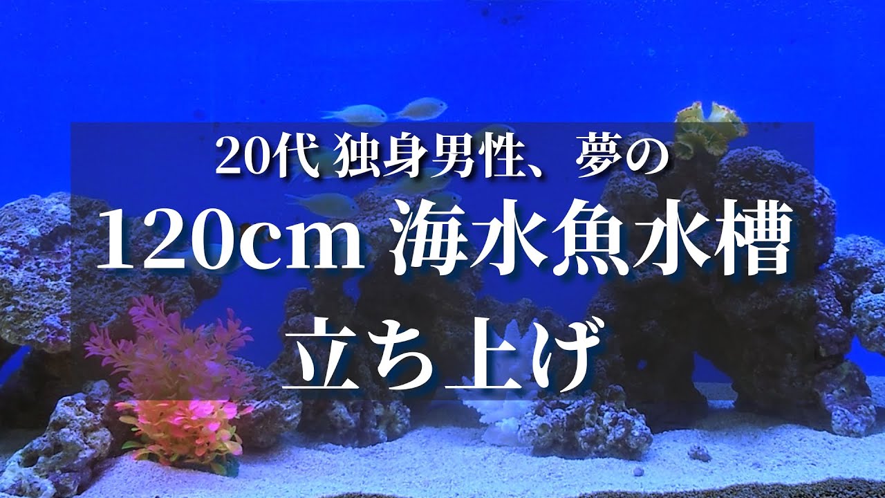 20代独身男性、ついに120㎝海水水槽を立ち上げる - YouTube 20代独身男性、ついに120㎝海水水槽を立ち上げる - YouTube