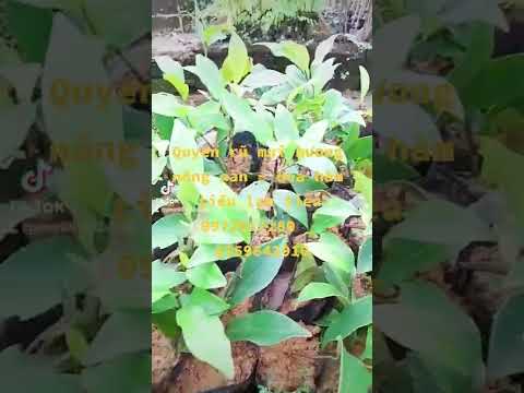 Video Quyến rũ mùi hương nồng nàn - Hoa hàm tiếu lan... - youtube